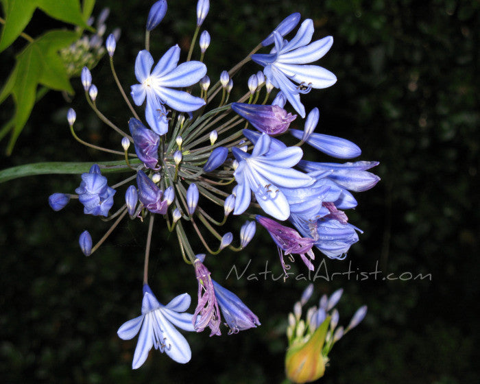 Photo Art - Agapantha