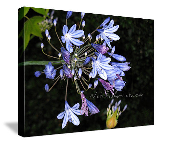 Photo Art - Agapantha