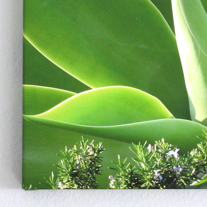 Photo Art - Agave