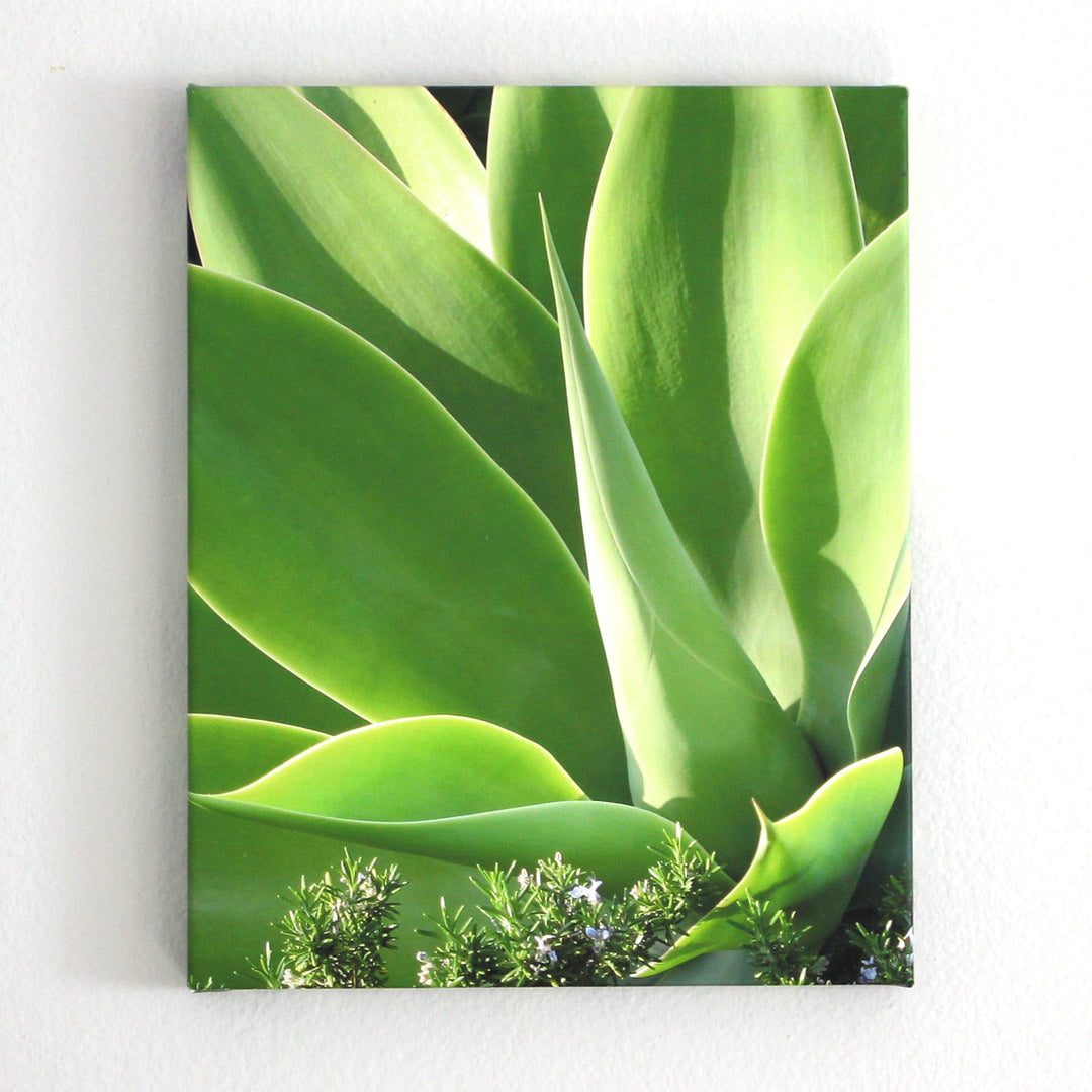 Photo Art - Agave