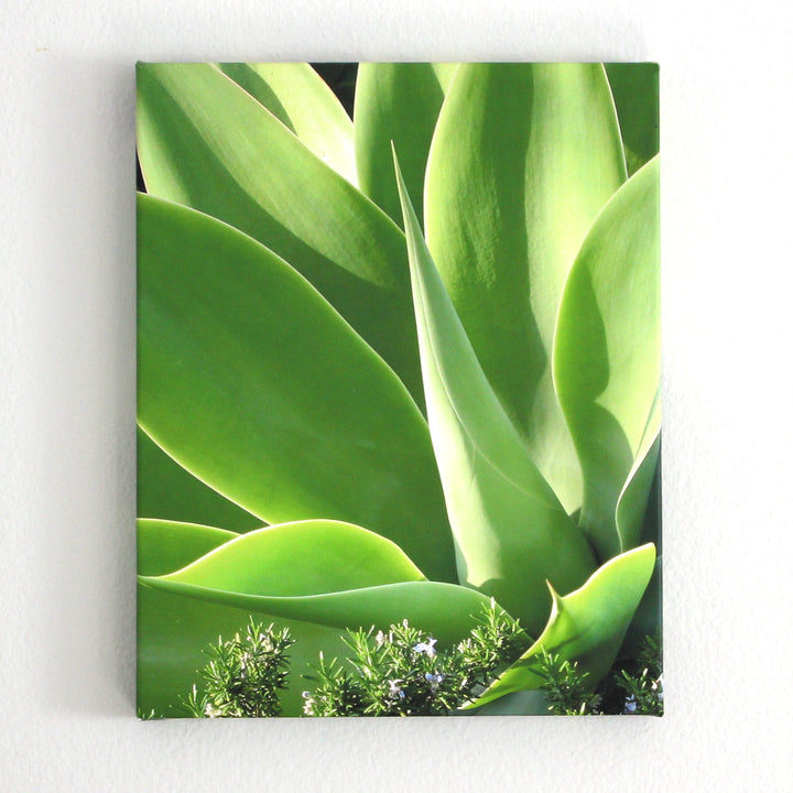 Photo Art - Agave