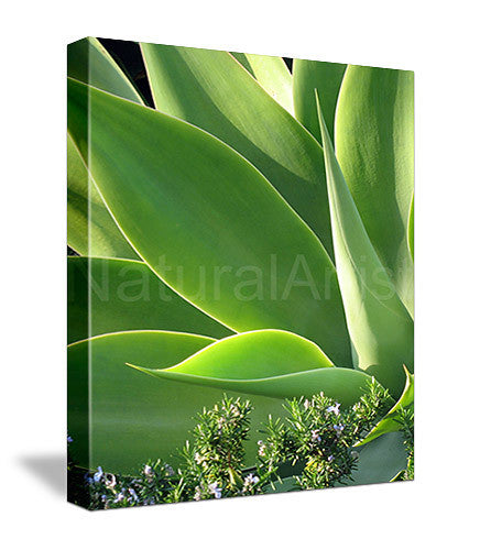 Photo Art - Agave