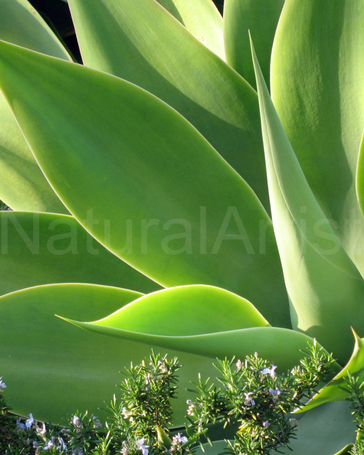 Photo Art - Agave