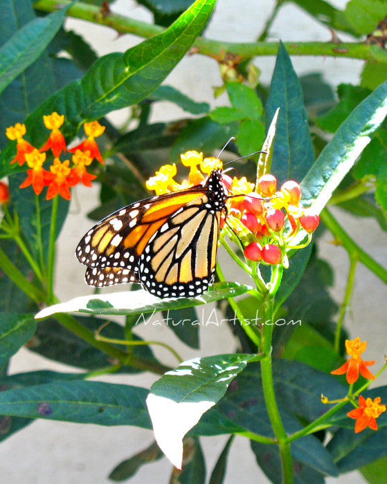 Photo Art - Monarch at the Mission