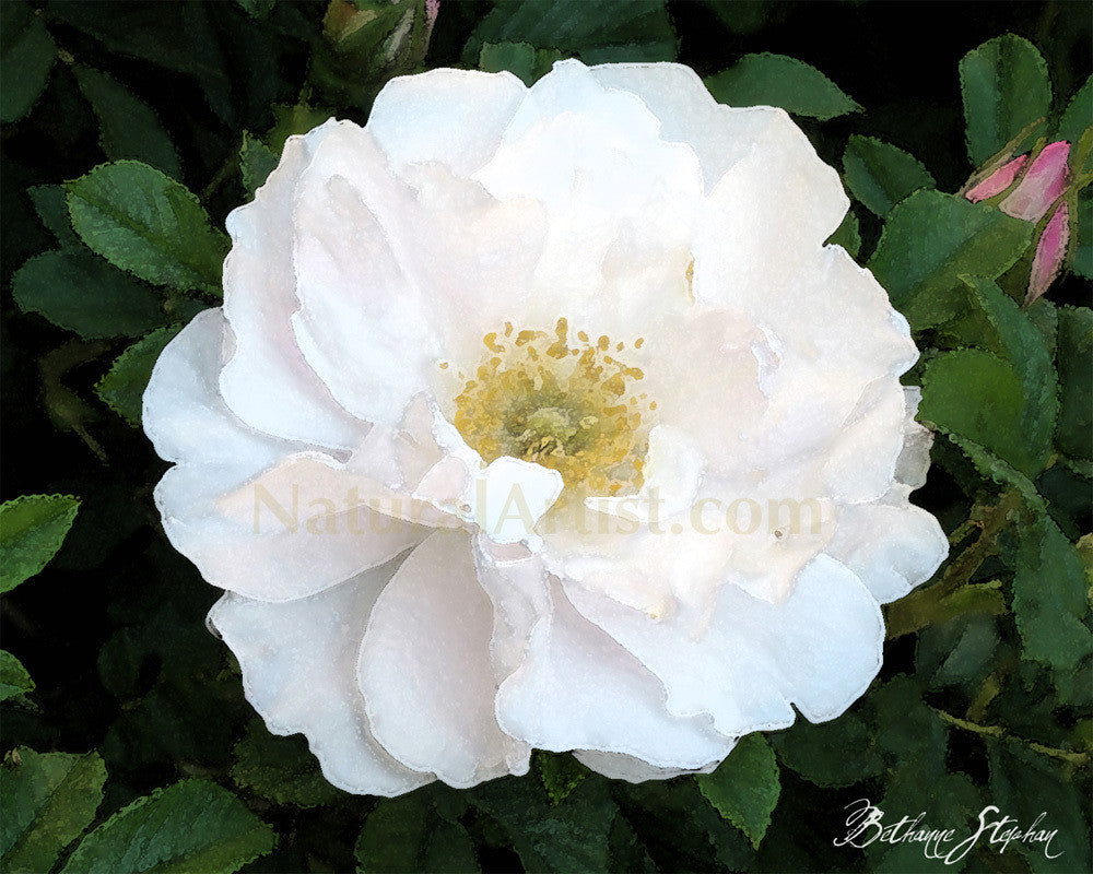 Photo Art - White Carpet Rose