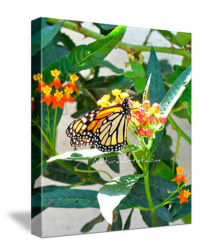 Photo Art - Monarch at the Mission